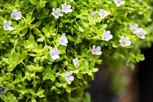 Brahmi or bacopa monnieri flowers on nature background.