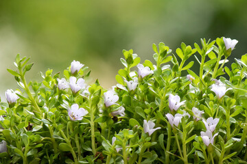 Brahmi or bacopa monnieri flowers on nature background.