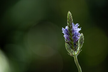 Lavender or spanish eyes lavender on nature background.