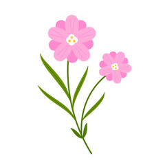 Violet crocus flowers in pot with leaves isolated on white. Cartoon first spring flower used for magazine, poster.