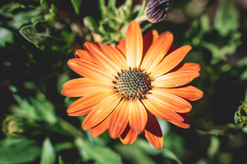Orange flower