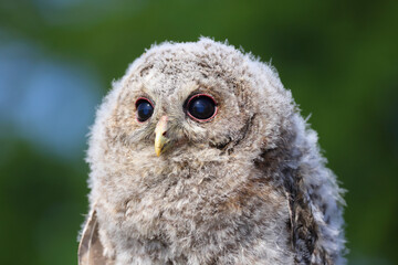 A portrait a Tawny Owl chick against a green background
