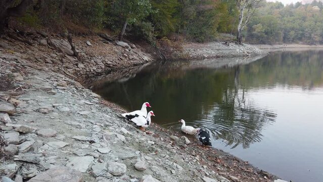 Family of wild ducks on the lake