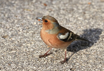Common chaffinch, small songbird on the ground