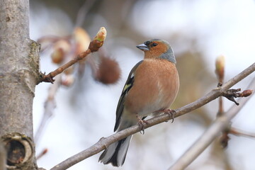 Common chaffinch (Fringilla coelebs), small songbird on the branch