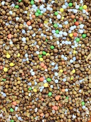 Dhinya Seed