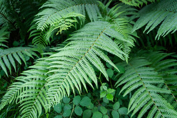 closeup photo of some green ferns. Concept plants and nature