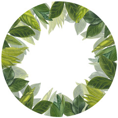 Fototapeta premium Watercolor leaves, stems and shoots of zamiokulkas