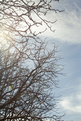 tree branches against sky