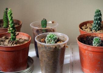 Little cactus in transparent plastic cups. Selected focus.