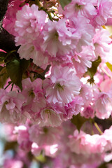 Blooming cherry blossoms close-up. Beautiful spring postcard. Selective focus