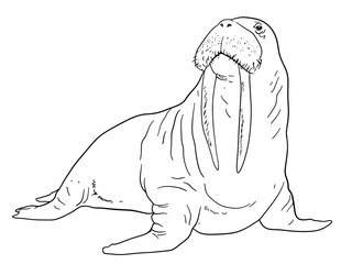 Illustration of Walrus