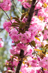 Blooming cherry blossoms close-up. Beautiful spring postcard. Selective focus
