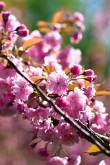 Fototapeta na wymiar Blooming cherry blossoms close-up. Beautiful spring postcard. Selective focus