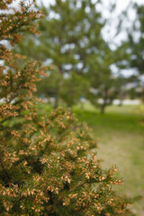 Beautiful coniferous bush branches with many tiny brown cones. Soft focused Close up shot