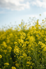 Obraz premium Yellow blooming rapeseed flowers or canola in Ukrainian spring natural meadow on blue cloudy sky background. Biofuel, biodiesel