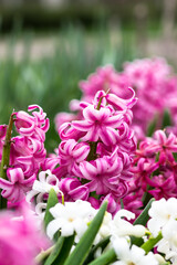 Fototapeta premium City Park in spring. Pink hyacinths close-up. Spring postcard