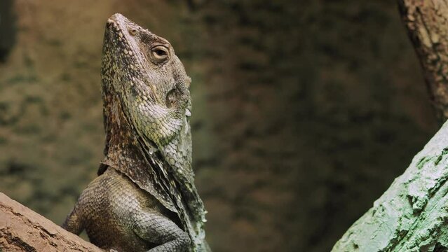 Frilled Lizard (Chlamydosaurus kingii) Clamidosaurio on tree branch