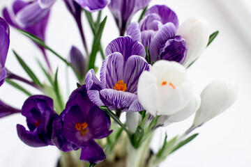 Spring postcard. Crocuses are purple and white on a white background