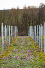 jung gepflanzte Weinreben im Fruehjahr mit Weideaesten gebunden