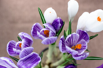 Spring postcard. Crocuses are purple and white on a brown background. Top view