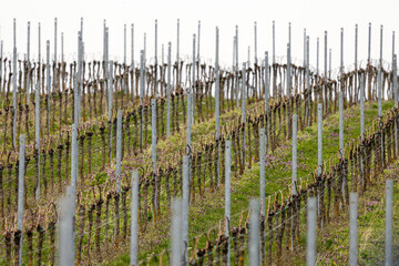 Zeilen mit gebundenen Weinreben auf Wiese im Fruehjahr
