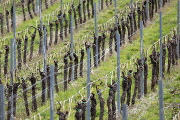 Zeilen mit gebundenen Weinreben auf Wiese im Fruehjahr