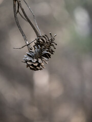 Dry pine cone on a branch in the forest
