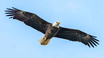 Obraz na płótnie Canvas Bald Eagle in flight
