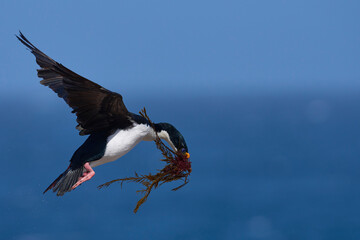 Imperial Shag (Phalacrocorax atriceps albiventer) carrying vegetation to be used as nesting material on Sea Lion Island in the Falkland Islands