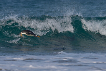 Gentoo Penguins (Pygoscelis papua) coming ashore after feeding at sea on Sea Lion Island in the Falkland Islands.