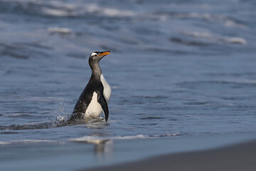 Gentoo Penguins (Pygoscelis papua) coming ashore after feeding at sea on Sea Lion Island in the...