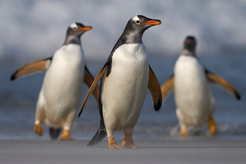 Fototapeta na wymiar Gentoo Penguins (Pygoscelis papua) coming ashore after feeding at sea on Sea Lion Island in the Falkland Islands.