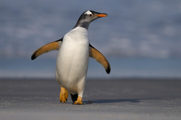Gentoo Penguins (Pygoscelis papua) coming ashore after feeding at sea on Sea Lion Island in the Falkland Islands.