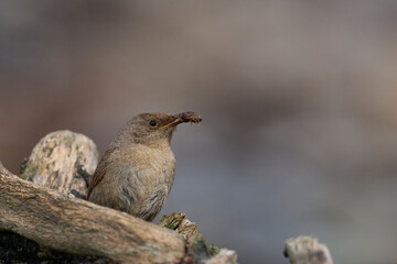 Cobb's Wren (Troglodytes cobbi) with recent catch in its beak standing on a piece of driftwood on...