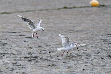 seagulls on the beach
