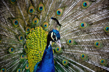 Portrait of a peacock. Macro shot of the Peacock showing his feathers.