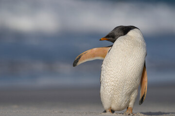 Fototapeta na wymiar Gentoo Penguin (Pygoscelis papua) preening on the beach after coming ashore on Sea Lion Island in the Falkland Islands.