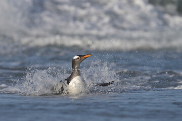 Fototapeta premium Gentoo Penguins (Pygoscelis papua) coming ashore after feeding at sea on Sea Lion Island in the Falkland Islands.