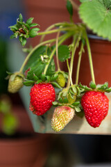 Summer berries. Strawberries in the garden. Organic fruit.