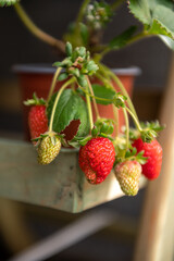 Summer berries. Strawberries in the garden. Organic fruit.