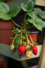 Summer berries. Strawberries in the garden. Organic fruit.