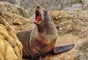 Yawning fur seal at Shag Point in New Zealand.