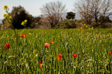 Coming into spring, small wild poppies growing free in the field