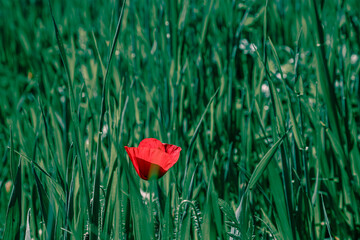 Coming into spring, small wild poppies growing free in the field
