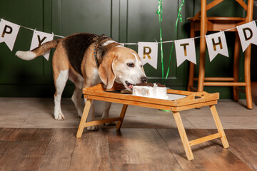 Dog Happy Birthday Party. Beagle dog breed. Happy dog eating delicious cake. Dog party at home