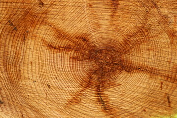 Naklejka premium coupe d'un arbre résineux