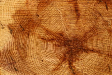 Naklejka premium coupe d'un arbre résineux