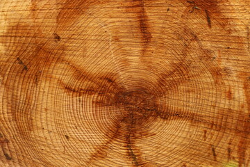 Naklejka premium coupe d'un arbre résineux