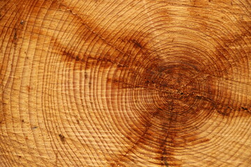 Naklejka premium coupe d'un arbre résineux